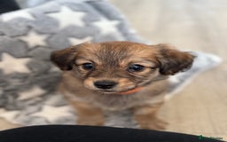 Chiweenie dogs for sale: Gorgeous litter of chiweenies  - Image 4