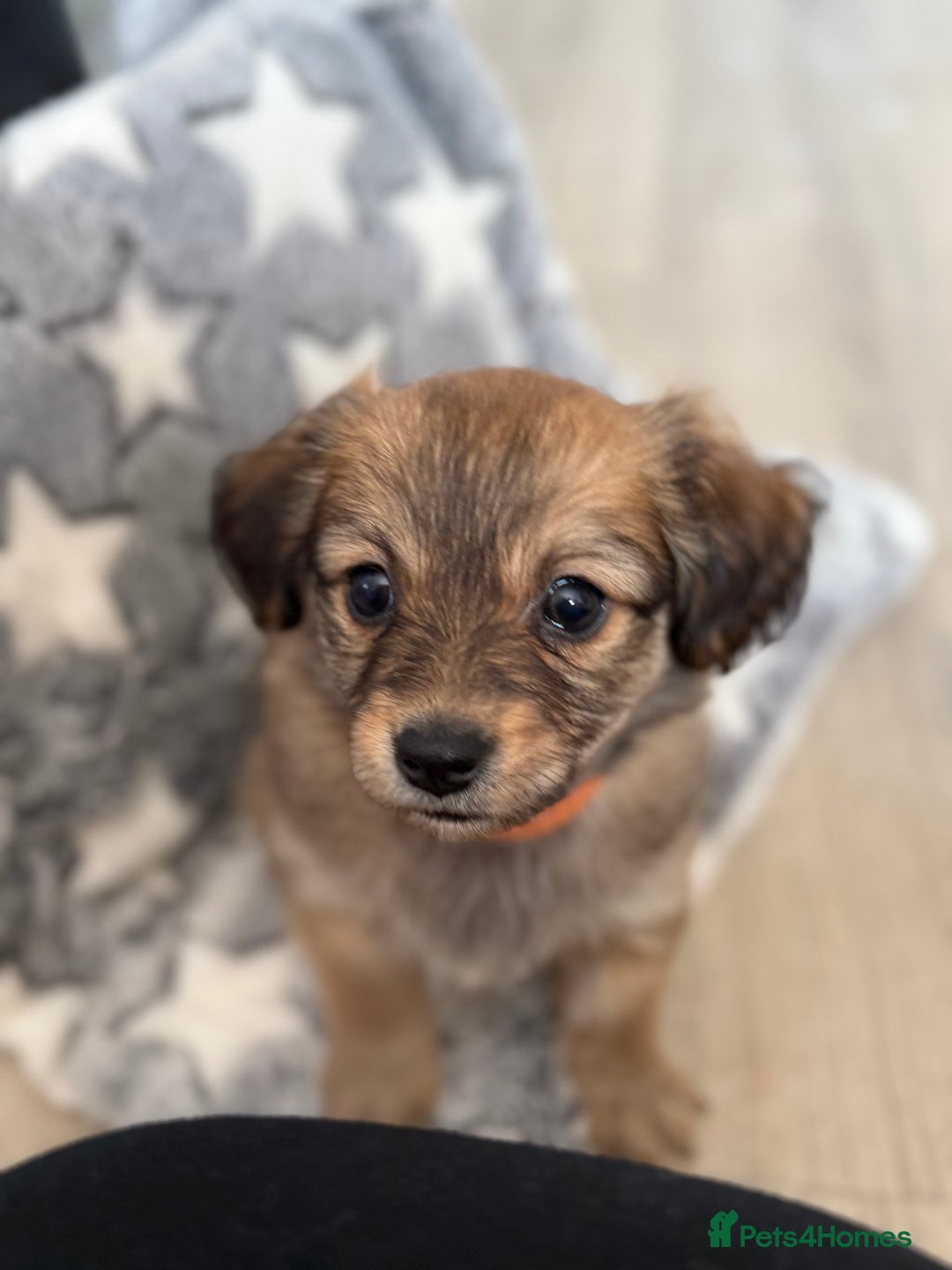Chiweenie dogs for sale: Gorgeous litter of chiweenies  - Image 4