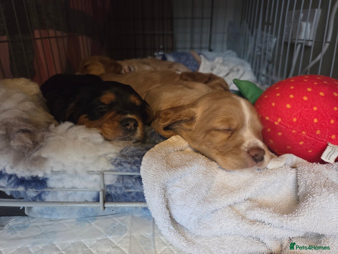 Cocker Spaniel dogs for sale: Cocker spaniel puppies  - Advert 4