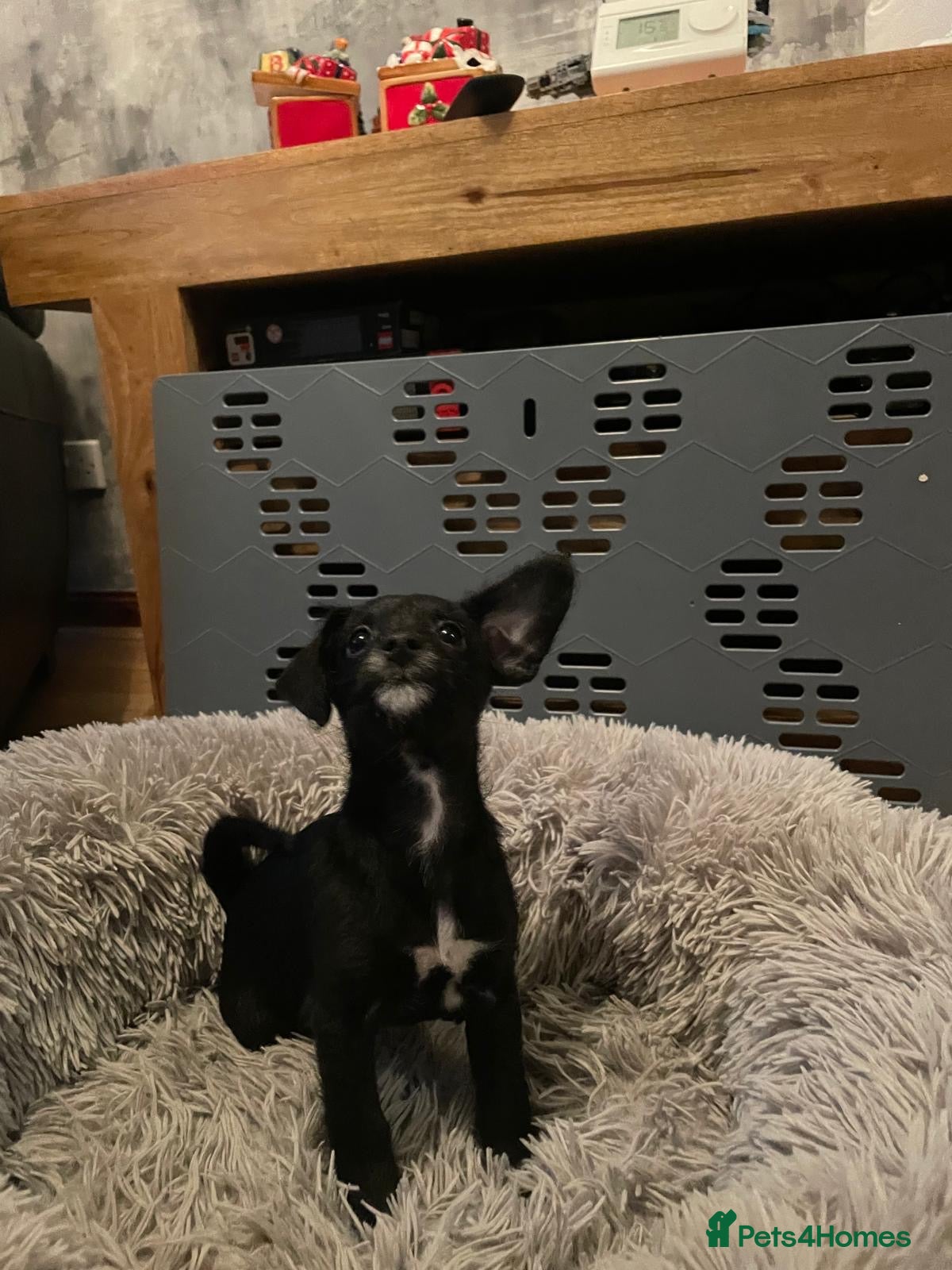 Chipoo dogs Poochis only 1 black girl left  - Advert 1