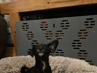 Chipoo dogs Poochis only 1 black girl left - Advert 1