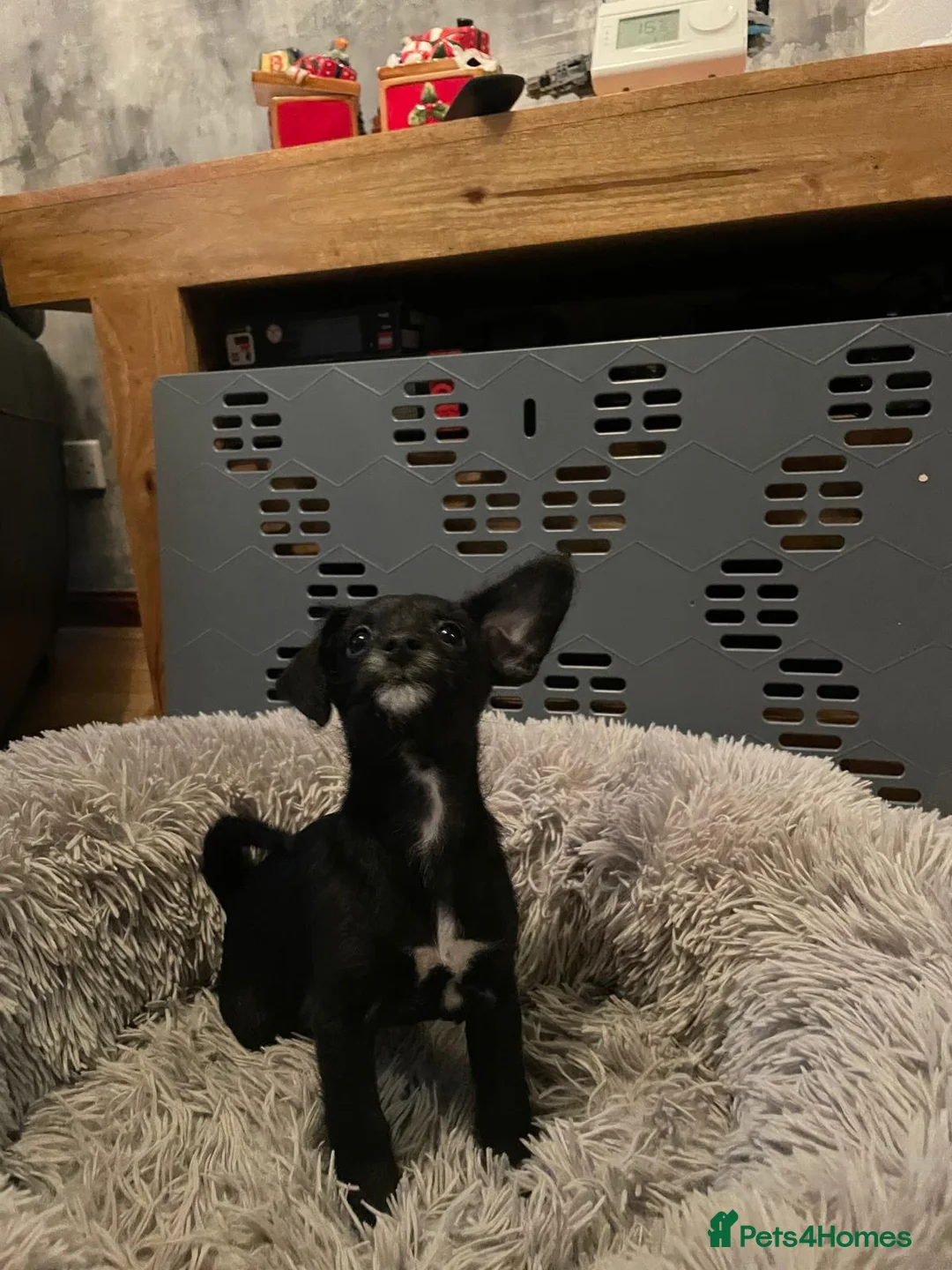 Chipoo dogs for sale: Chihuahua cross poodle puppies - Advert 13