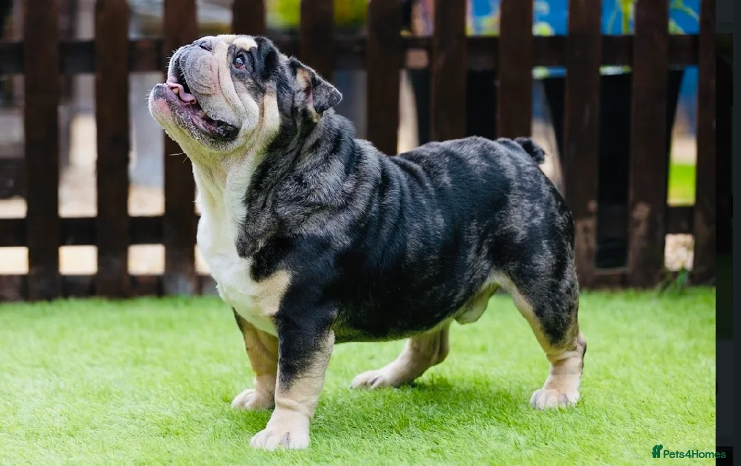 English Bulldog dogs for stud: 🌟Otis English Bulldog @stud in Telford - Advert 8