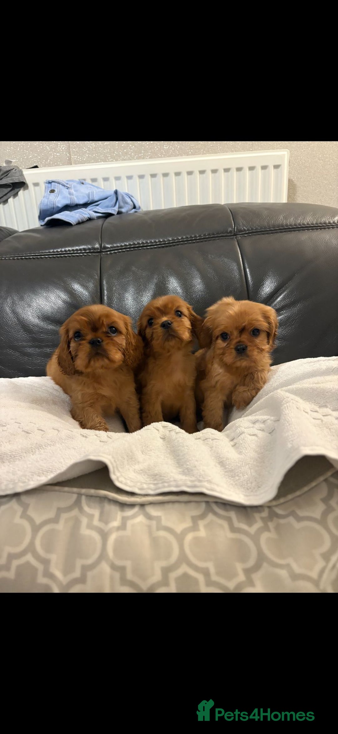 Cavalier King Charles Spaniel dogs for sale: Stunning King Charles cavalier pups (ruby)  - Image 3