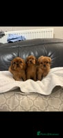 Cavalier King Charles Spaniel dogs - Advert 11