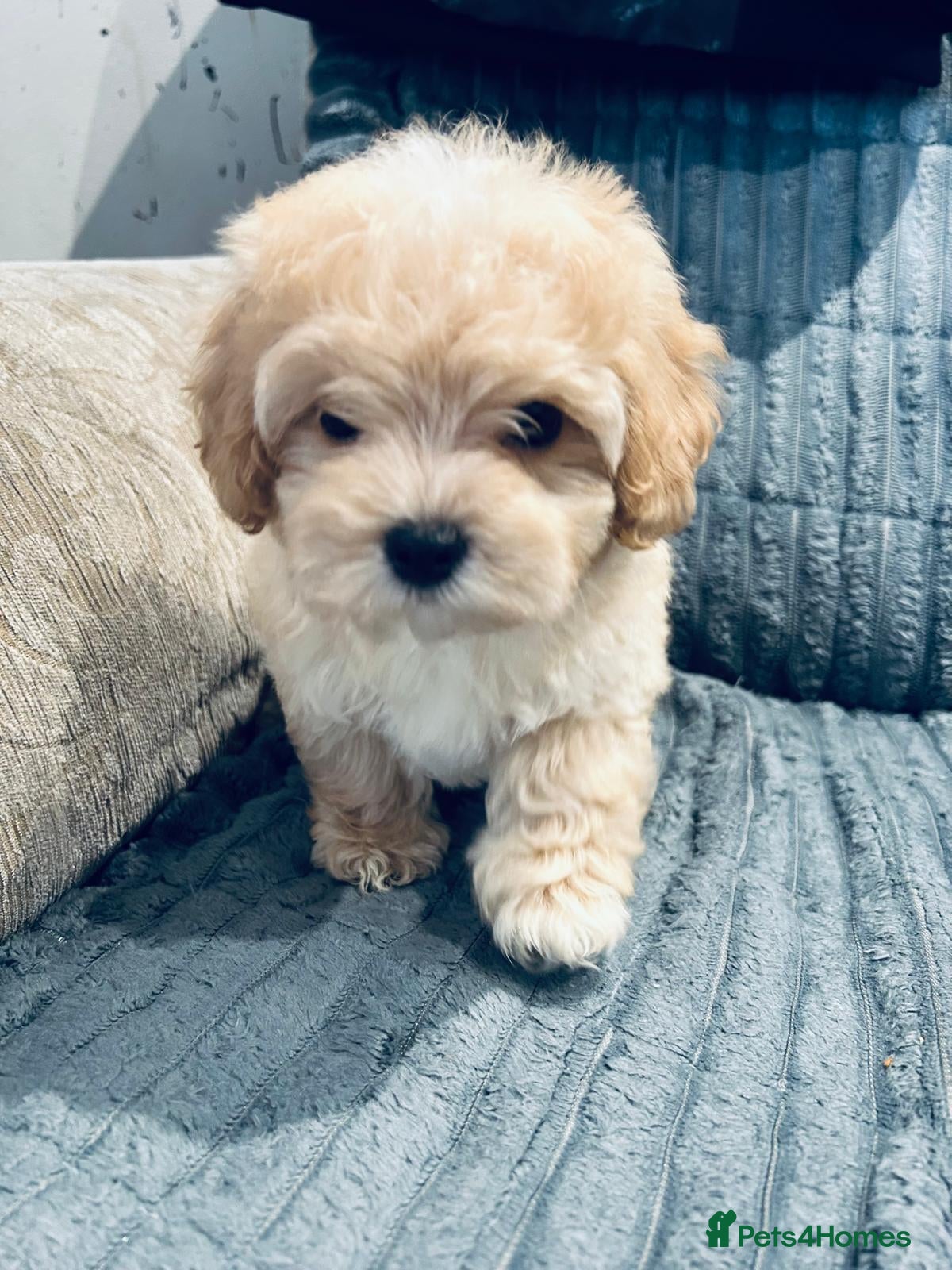 Maltipoo dogs Miniature Maltipoo Puppies - Advert 10
