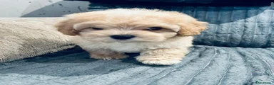 Maltipoo Puppy 2 Boy