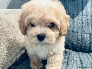 Maltipoo dogs Miniature Maltipoo Puppies - Advert 10