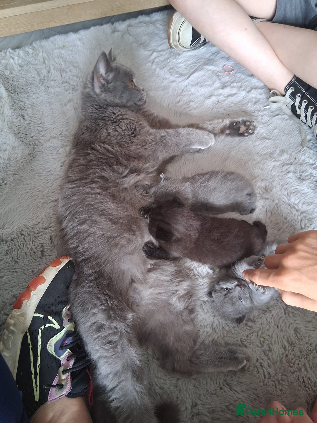 British Shorthair cats for sale: 4 British short haired blue kittens - Image 2