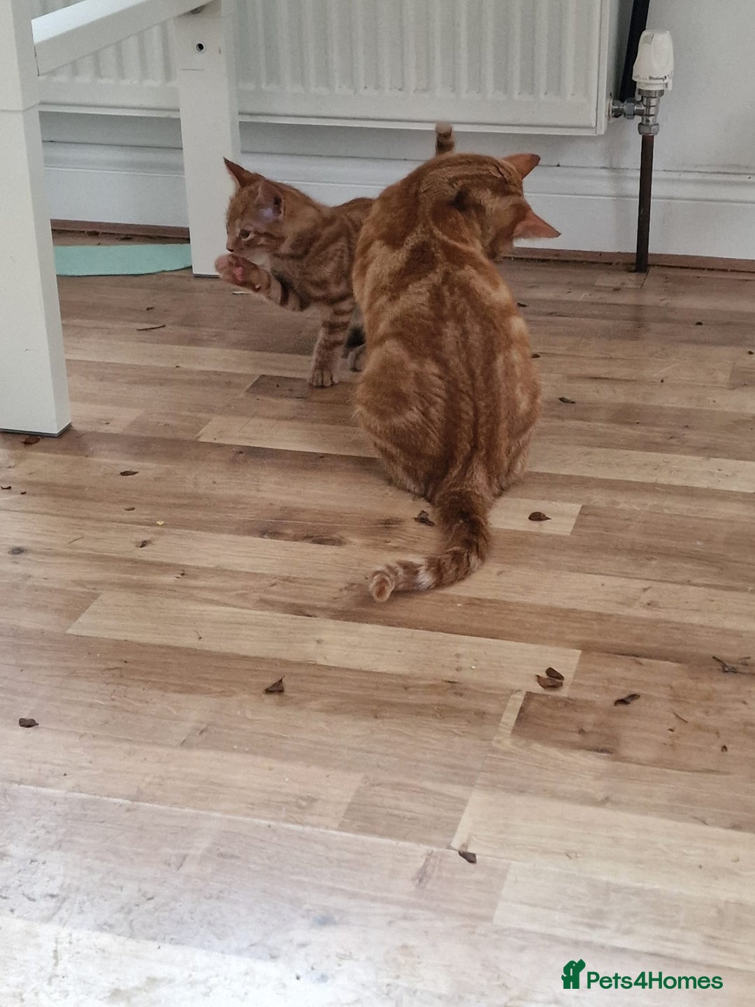 Mixed Breed cats for sale: Cute Ginger Boy ! - Advert 9