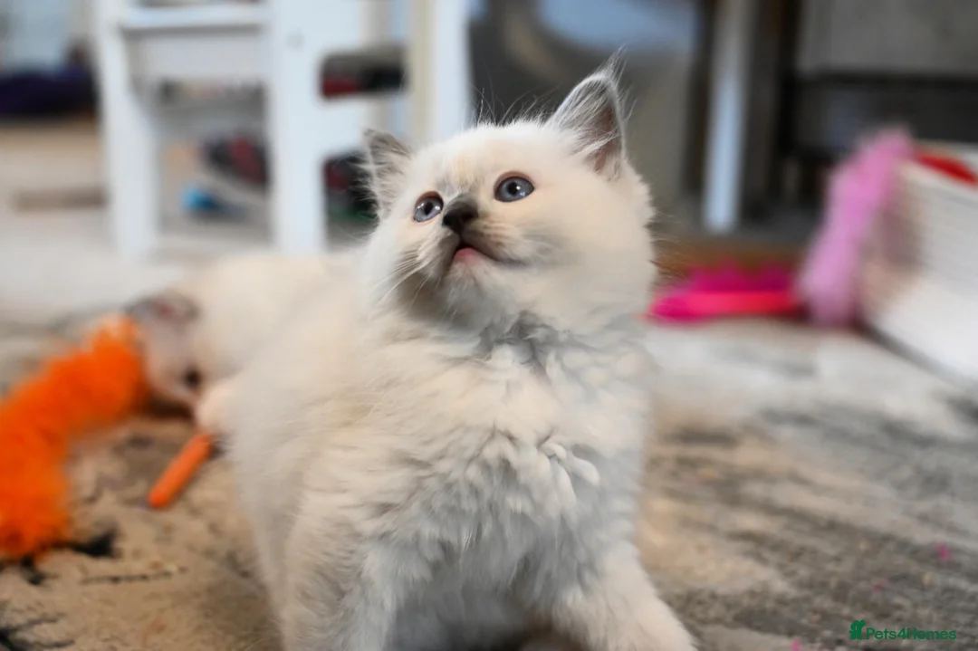 Ragdoll cats for sale: Now ready to leave – Blue Point– TICA Registered - Advert 22