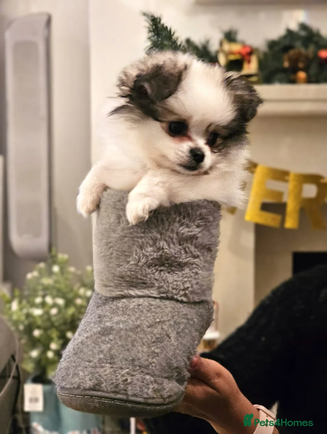 Mixed Breed dogs for sale: Shiranian-shihtzu cross pomeranian  - Advert 3