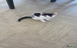 Mixed Breed cats for sale: Kittens for sale  - Image 2