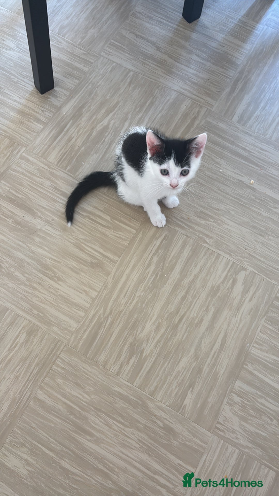 Mixed Breed cats for sale: Kittens for sale  - Image 2