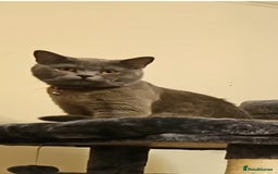 British Shorthair cats for sale: Male British shorthair  - Image 3