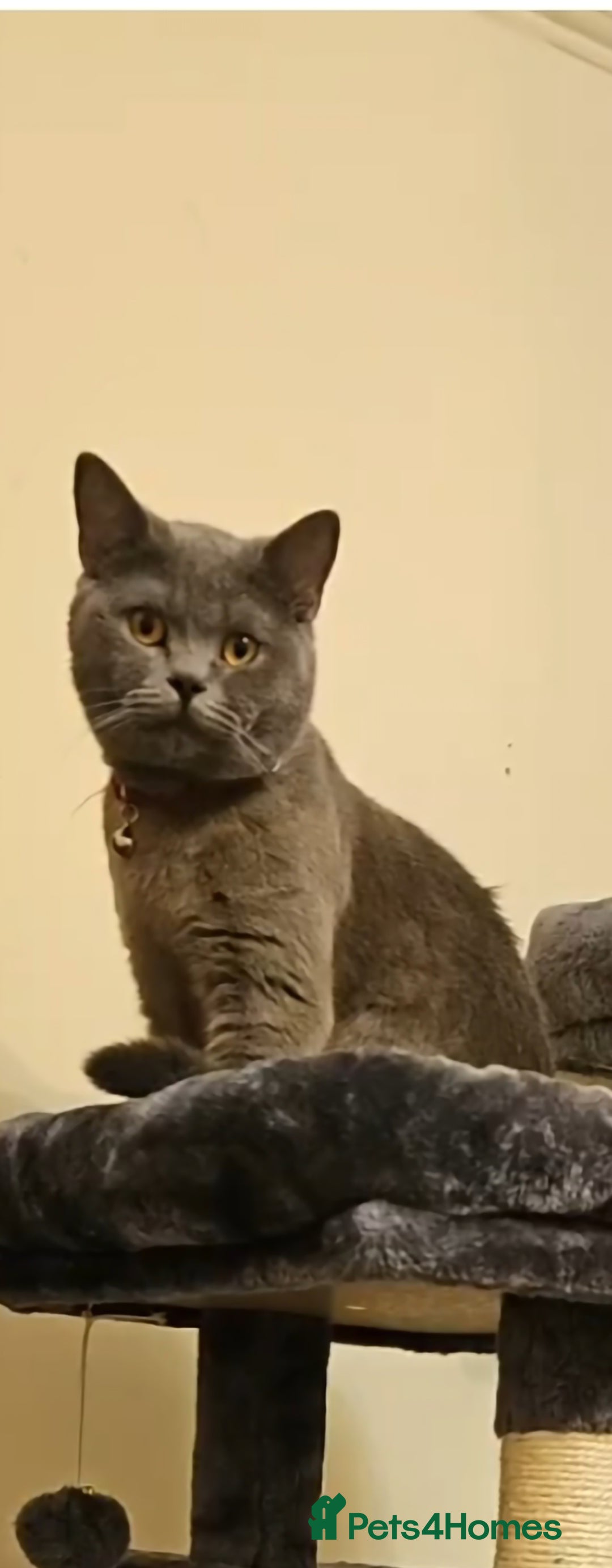 British Shorthair cats for sale: Male British shorthair  - Image 3