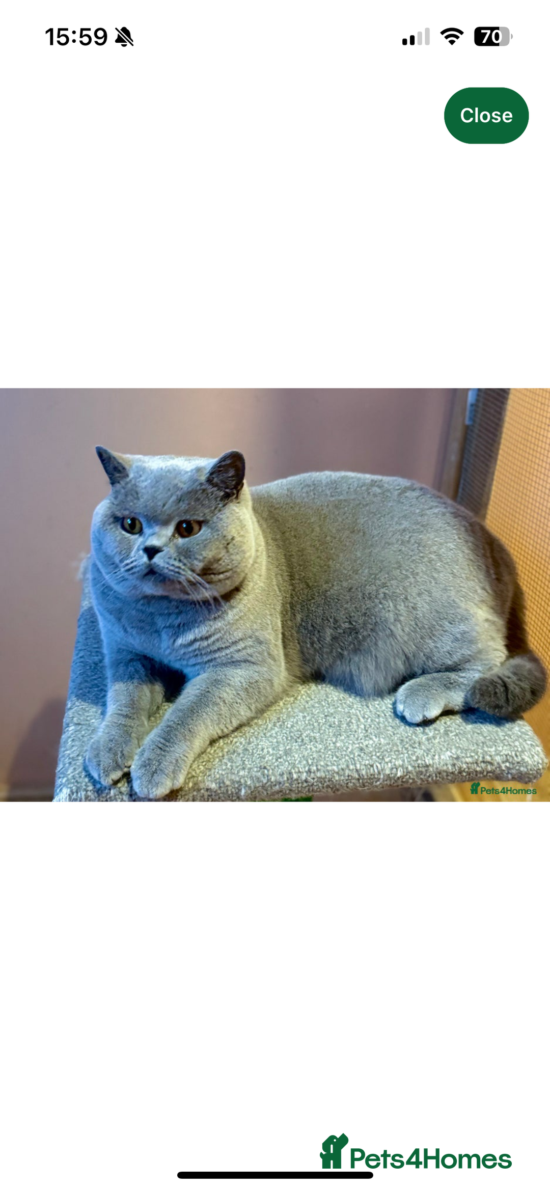 British Shorthair cats for sale: GCCF REGISTERED BRITISH SHORTHAIRED KITTENS - Advert 17
