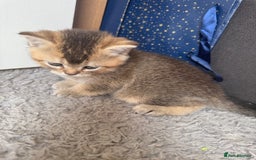 British Shorthair cats for sale: 💖 Stunning BSH kittens - ready for reservations💖 - Image 6