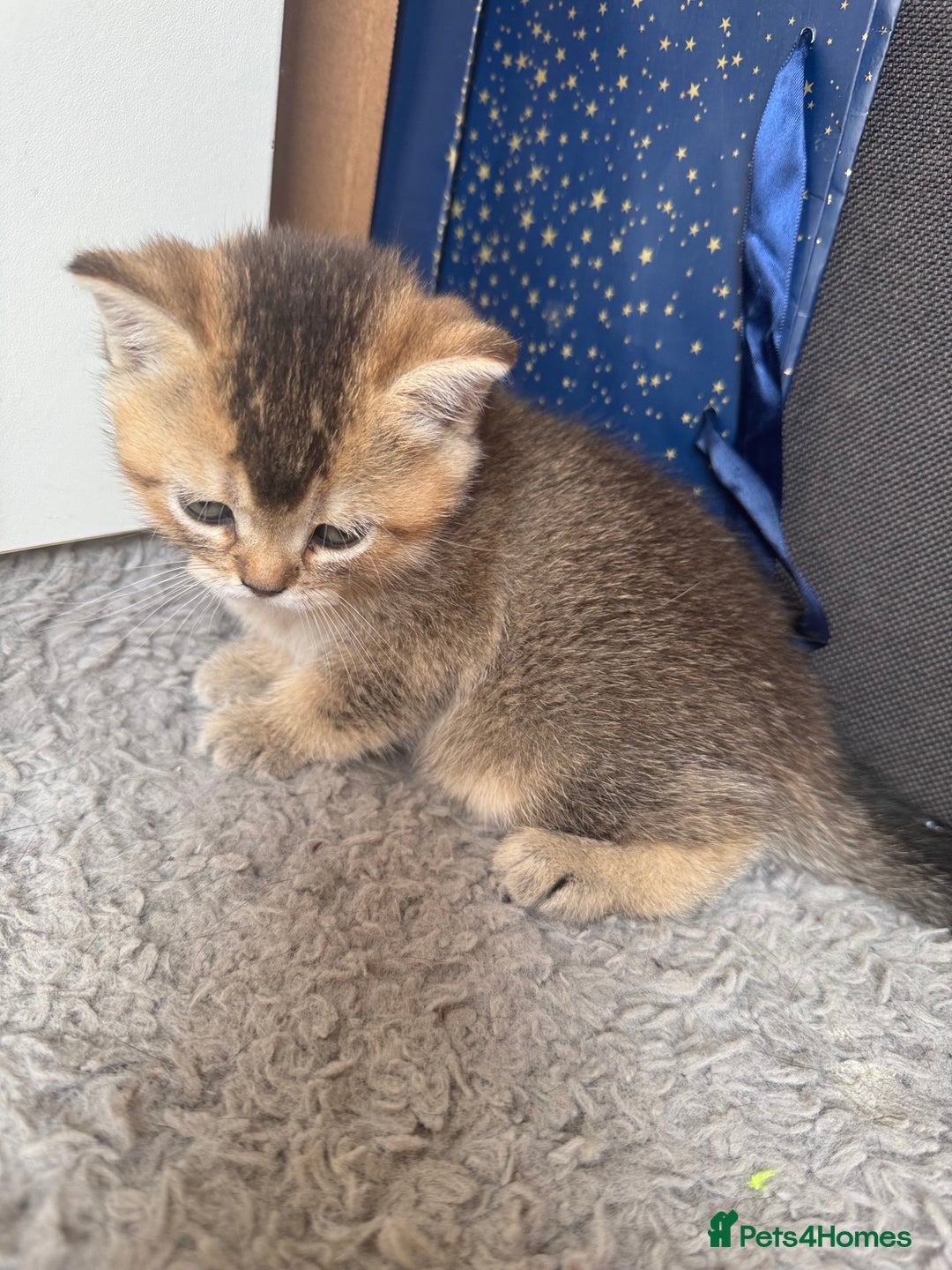 British Shorthair cats for sale: 💖 Stunning BSH kittens - ready for reservations💖 - Image 6
