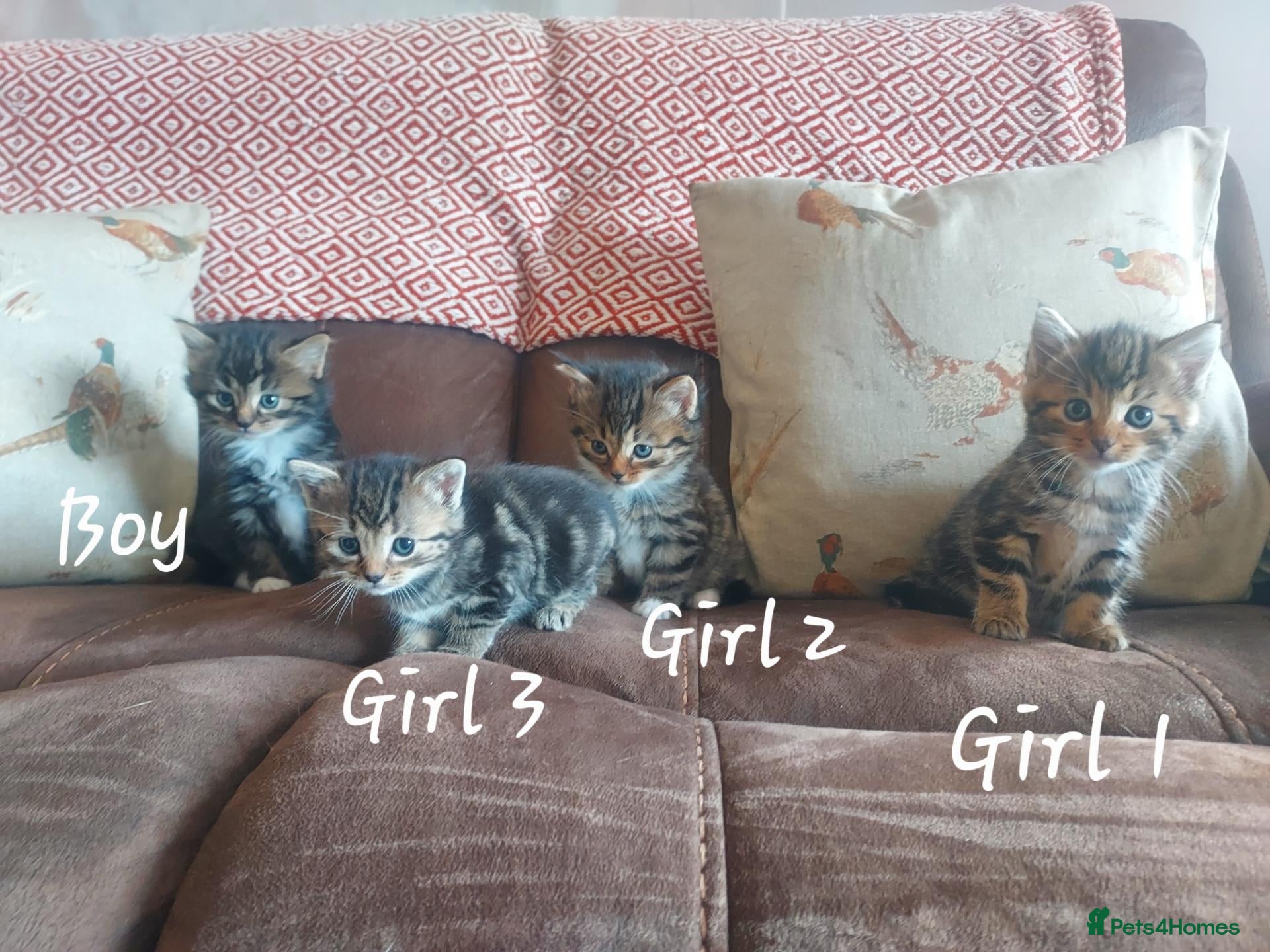 Mixed Breed cats Norwegian Forest Cross kittens - Advert 1