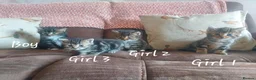 Mixed Breed cats for sale: Norwegian Forest Cross kittens - Advert 1