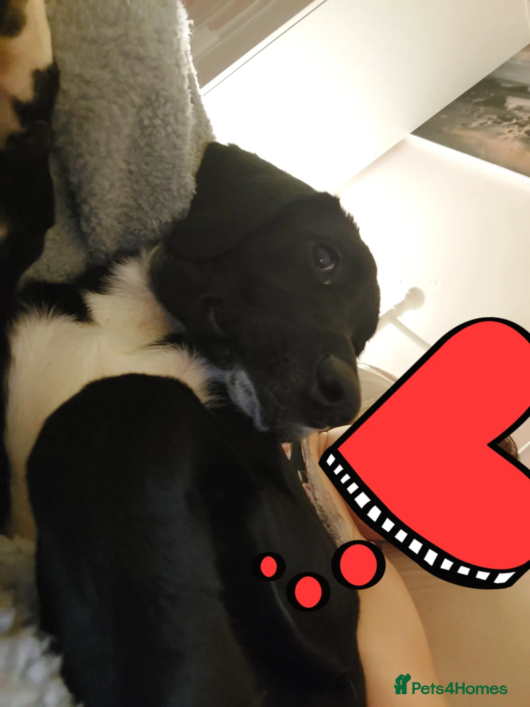 Mixed Breed dogs for stud: Labrador cross springer spaniel male - Advert 3