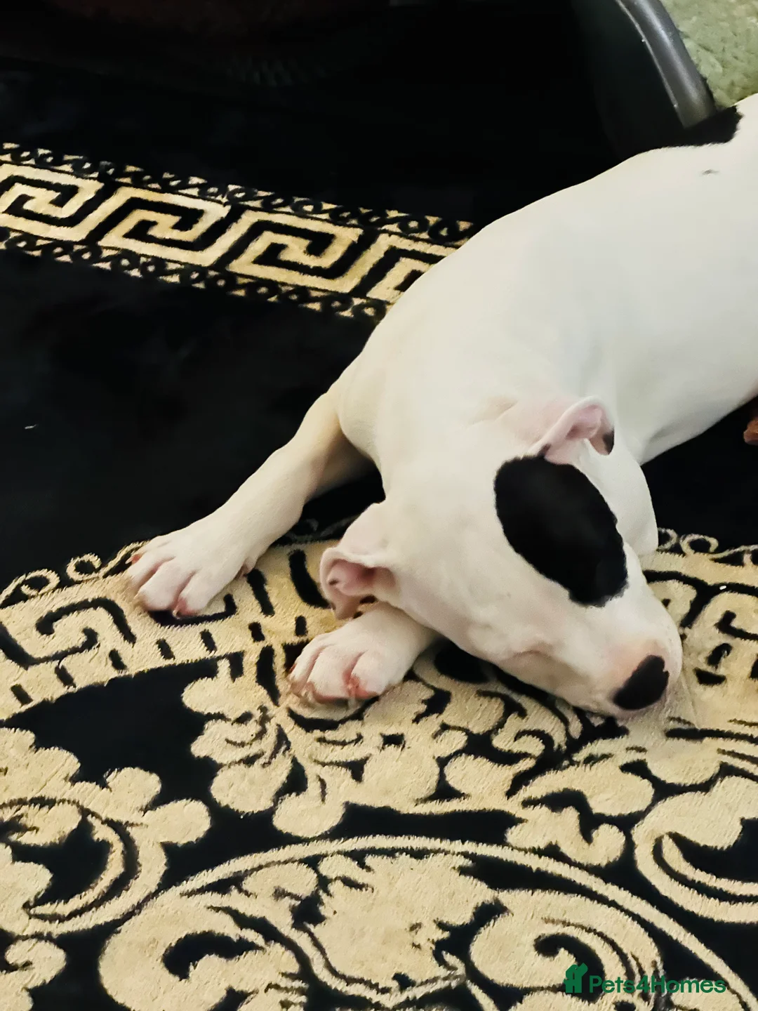 American Bull Staffy dogs for sale: American staff puppy  - Advert 2