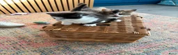 Persian cats for sale: Persian ragdoll X in Middlesbrough - Advert 14