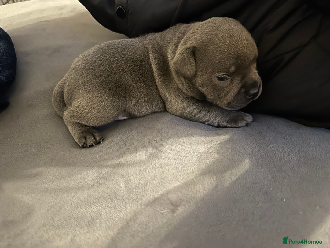 Staffordshire Bull Terrier dogs for sale: KC ⭐️Champion⭐️ bloodline Staffy Ready to leave - Advert 8