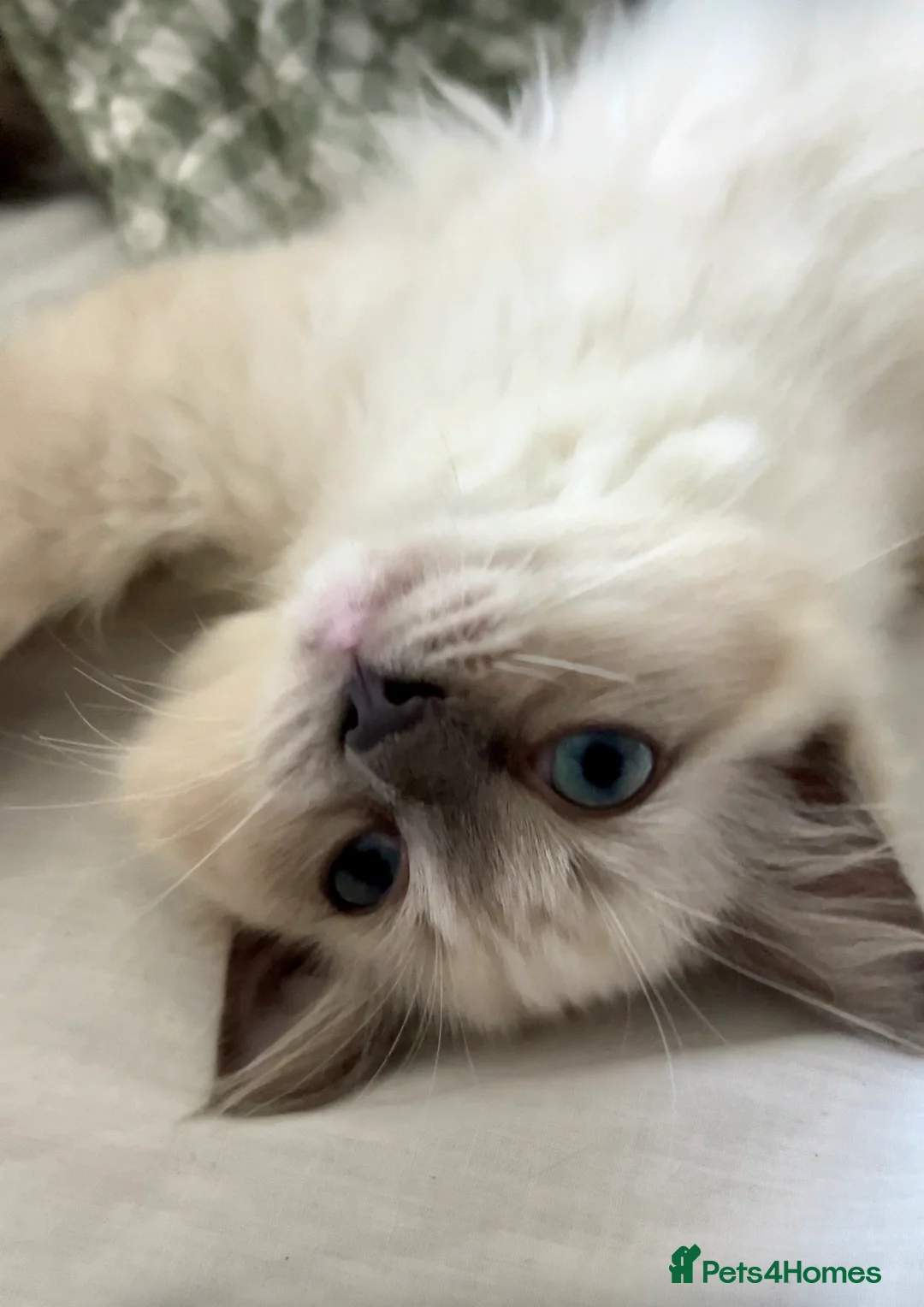 Ragdoll cats for sale: Ragdoll Cherubim Mink Kittens TICA - Advert 1