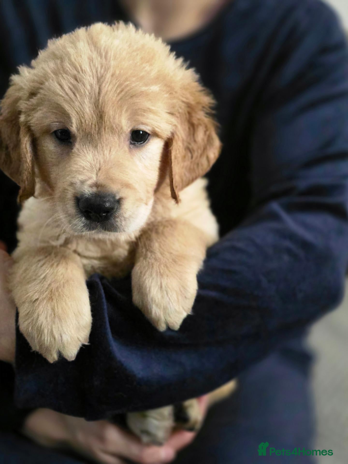 Golden Retriever dogs Golden retriever  - Advert 7