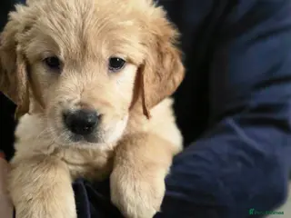 Golden Retriever dogs Golden retriever - Advert 7