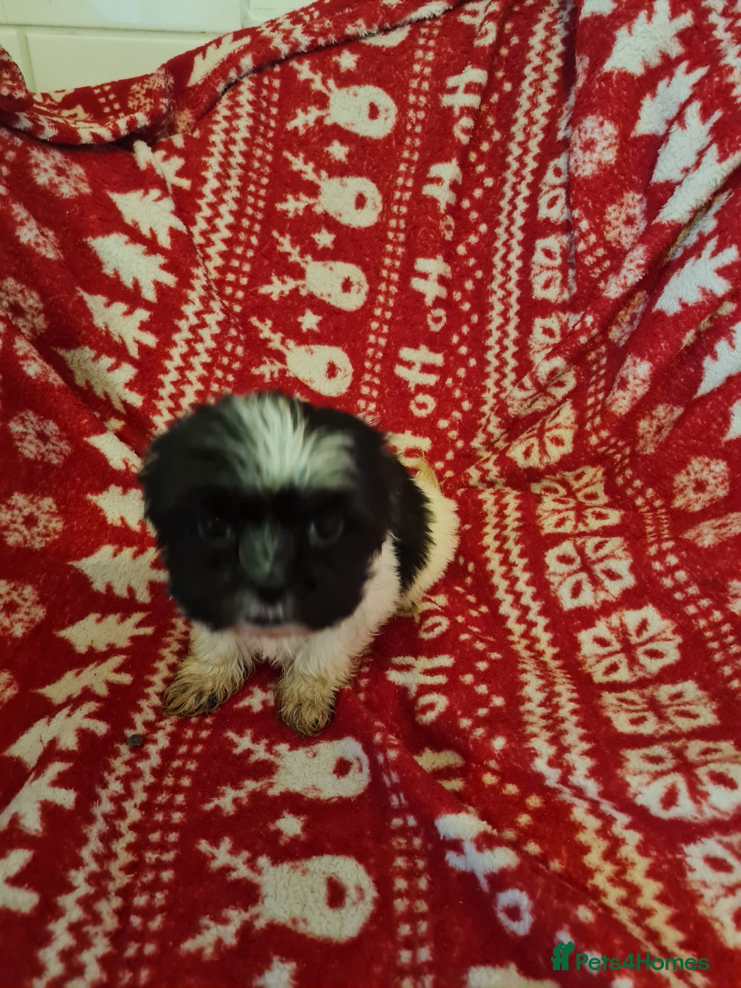 Mixed Breed dogs for sale: Tebetan terrier x shih tzu  - Image 10
