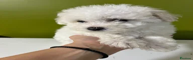 Bichon Frise (8 weeks ) 