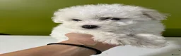 Bichon Frise dogs for sale: For sale 1 puppy Bichon frise  - Advert 8