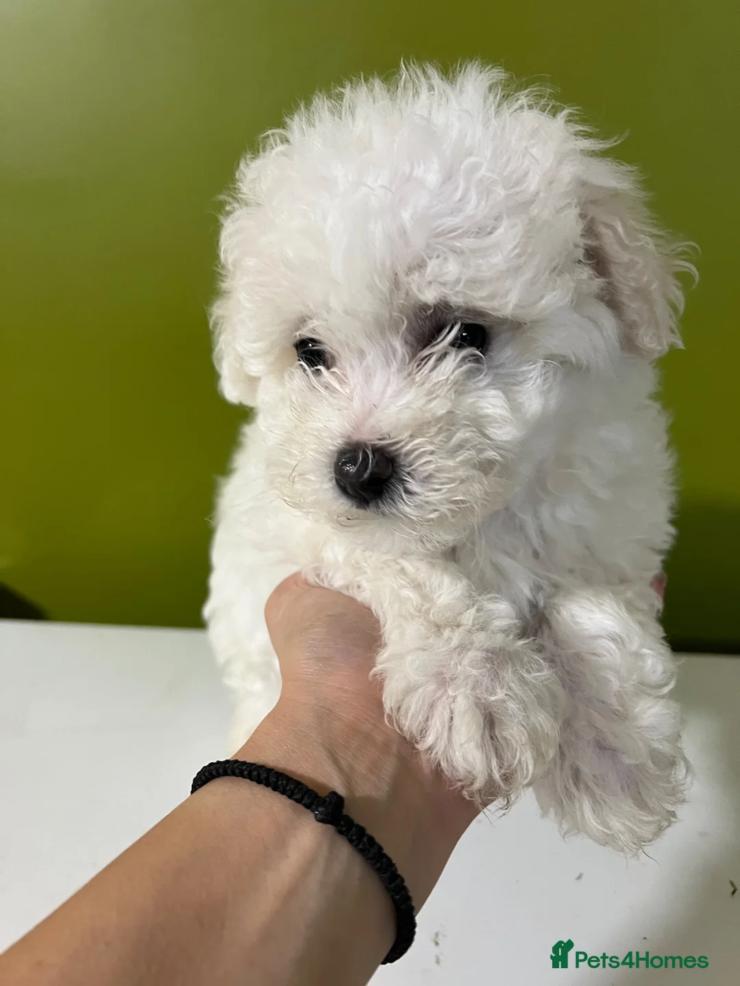 Bichon Frise dogs for sale: For sale 1 puppy Bichon frise  - Advert 8