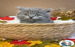 British Shorthair cats for sale: 3 British short hair / long hair kittens  - Image 15