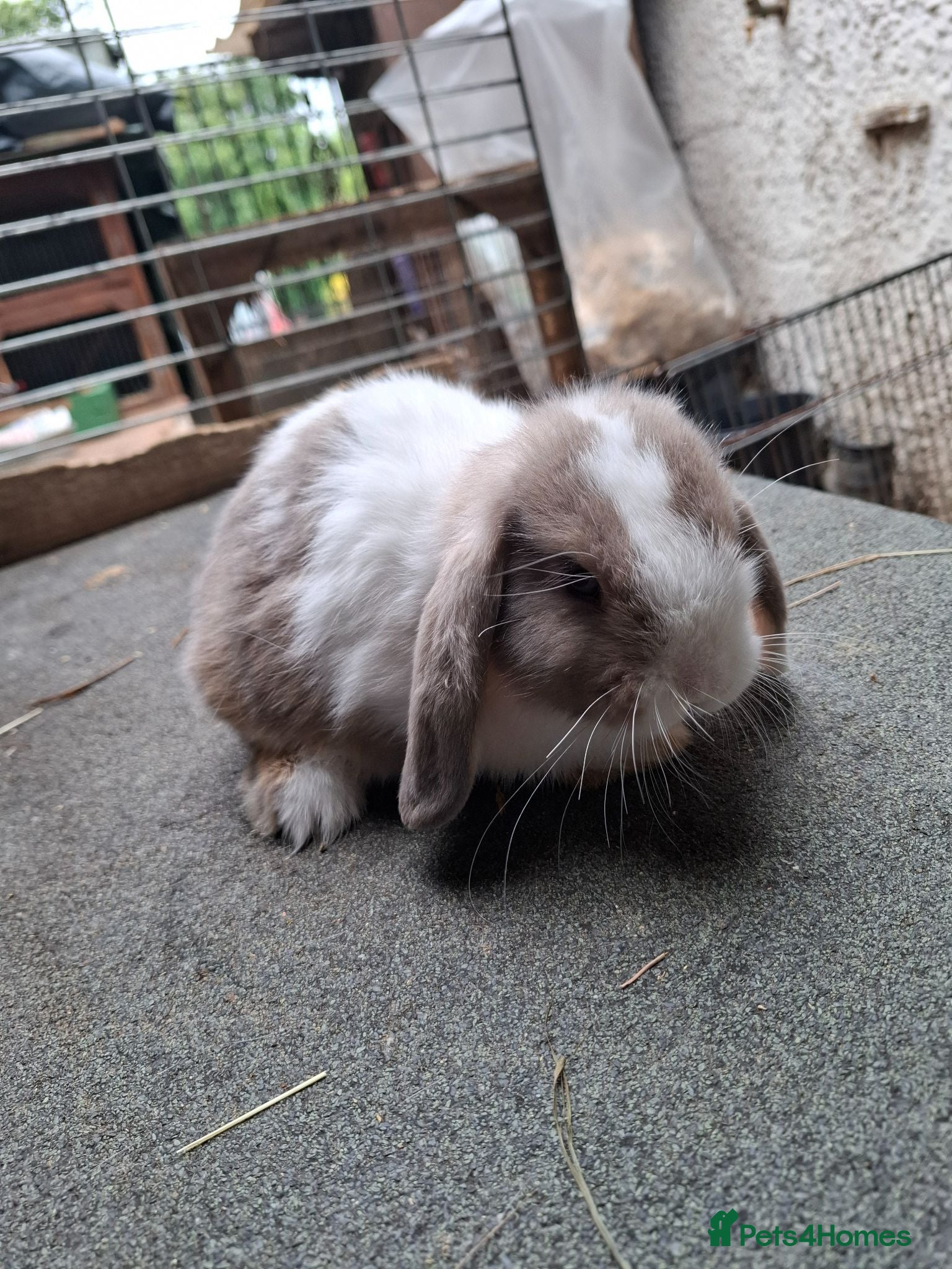 Mini Lop rabbits Mini Lops - Advert 1