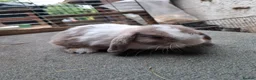 Mini Lop rabbits for sale: Mini Lops - Advert 1