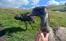 Emus poultry for sale: Beautiful Emus - pets and breeding pair - Image 5