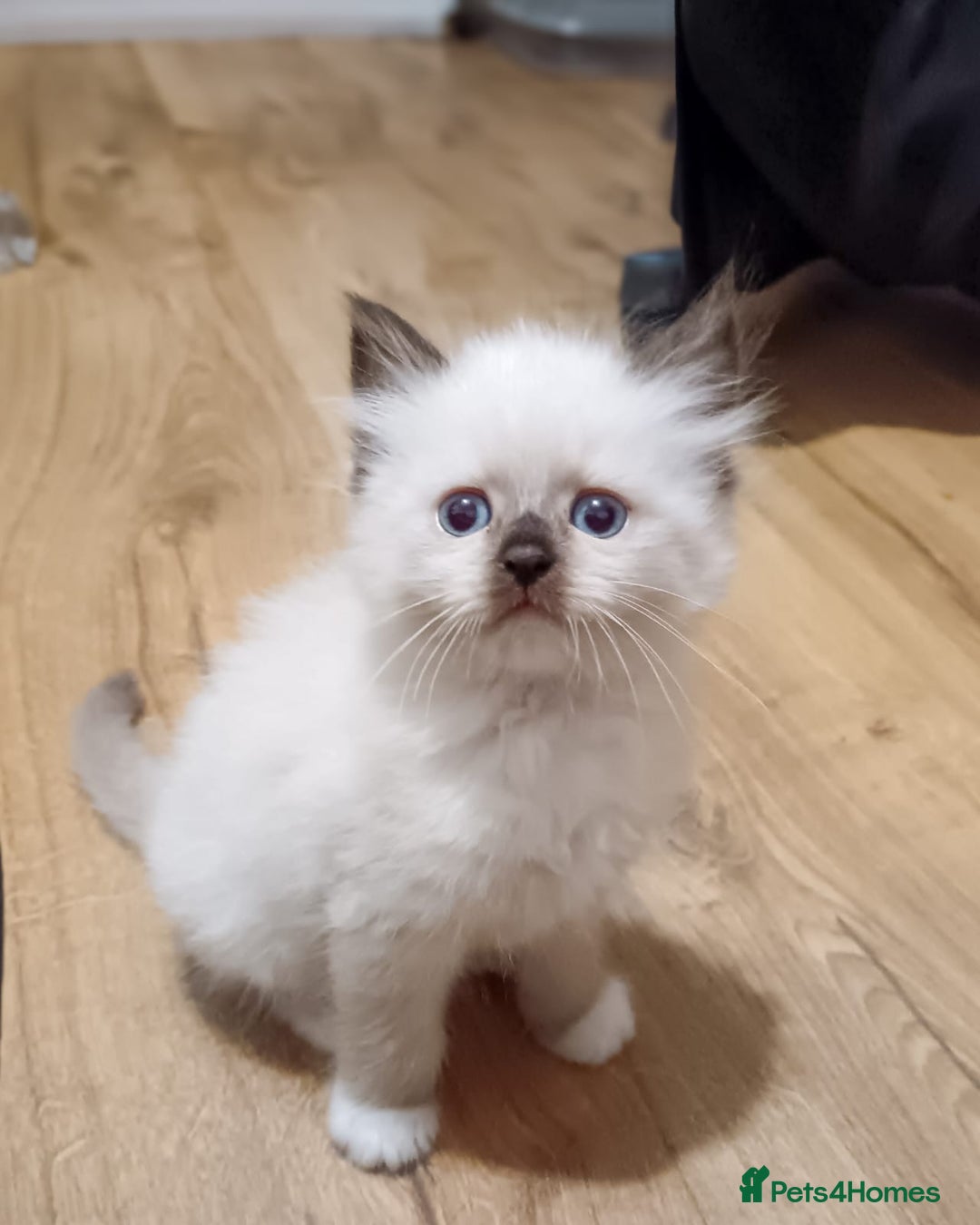Ragdoll cats for sale: Ragdoll kittens - loving, playful, dog confident - Image 6