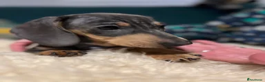 Miniature Dachshund Puppy 3