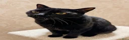 Mixed Breed cats for adoption: Bonded Siblings 5 - loving & playful vaccs neut ch - Advert 3