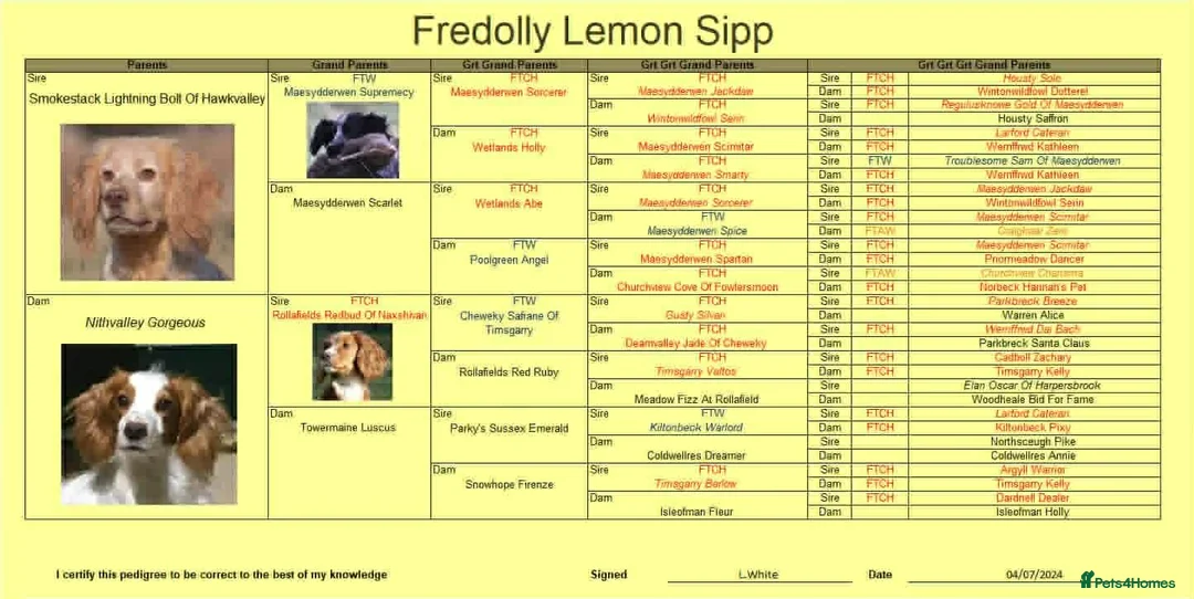 Cocker Spaniel dogs for sale: Working cocker pups in Doncaster - Advert 2