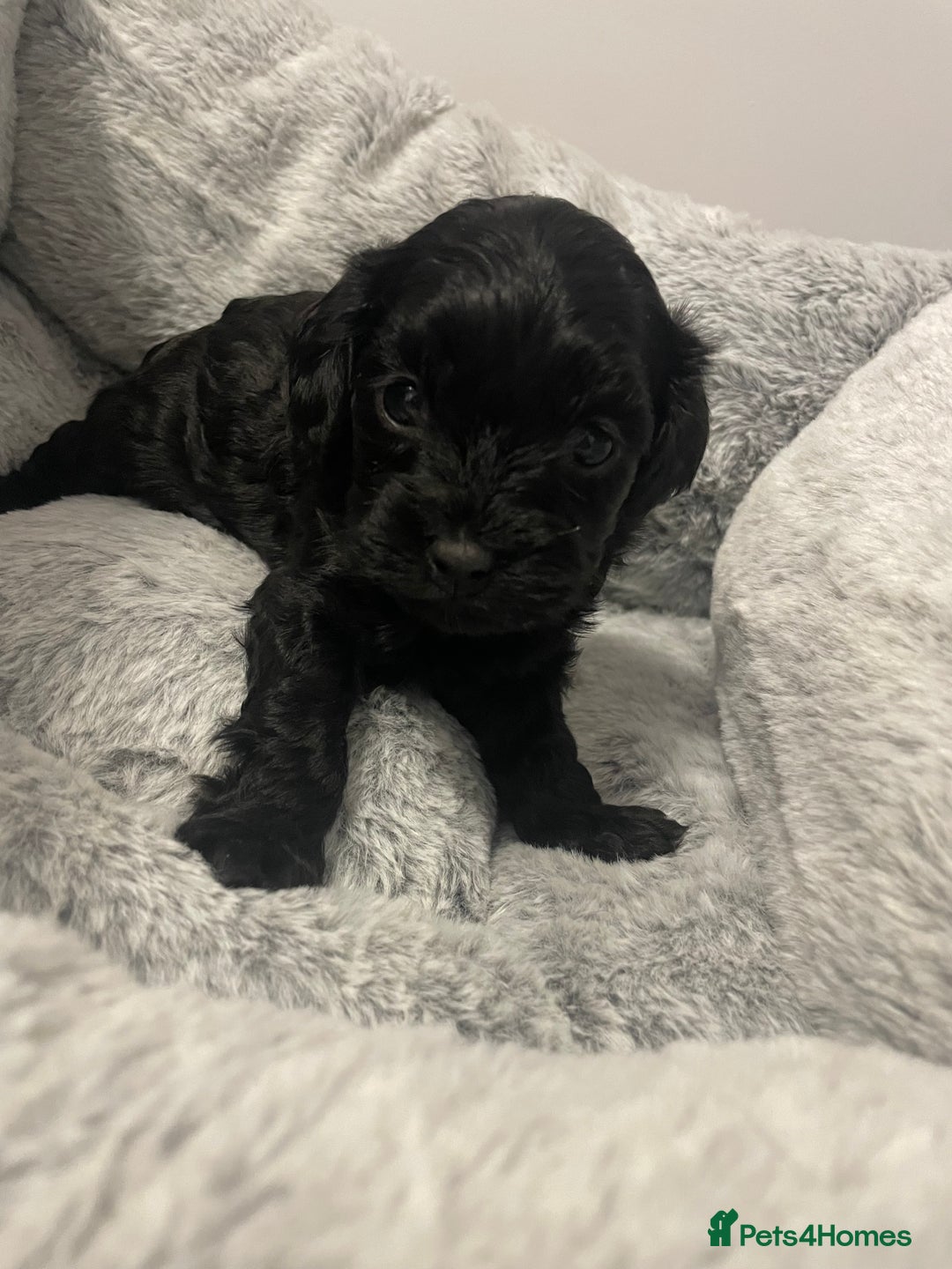 Cavapoo dogs for sale: Beautiful F1 Cavapoos  - Advert 4
