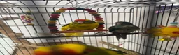 Parakeets birds for sale: Kakariki Babies  - Advert 2