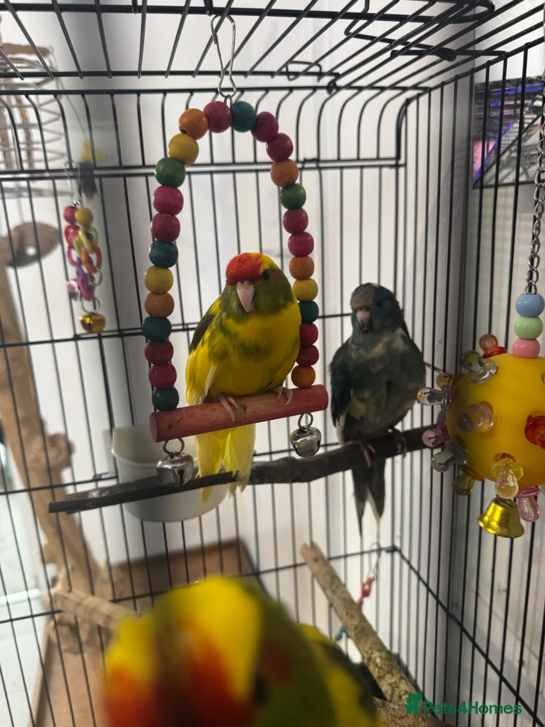 Parakeets birds for sale: Kakariki Babies  - Advert 2