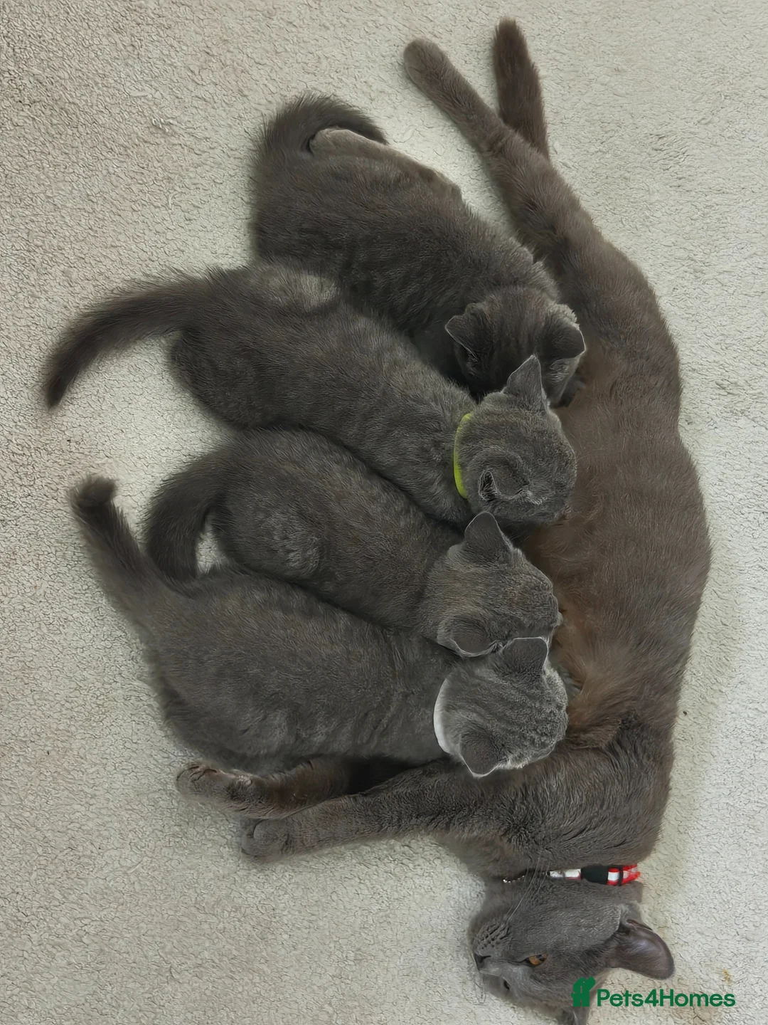 Russian Blue cats for sale: Russian Blue kittens 8 weeks old 2 boys 2 girls in Bournemouth - Advert 2