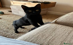 Domestic Shorthair cats for adoption: Holly & Ivy, can be homed together or separately - Image 2