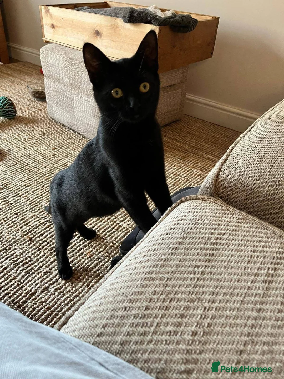 Domestic Shorthair cats for adoption: Holly & Ivy, 18 month old sisters   - Advert 5